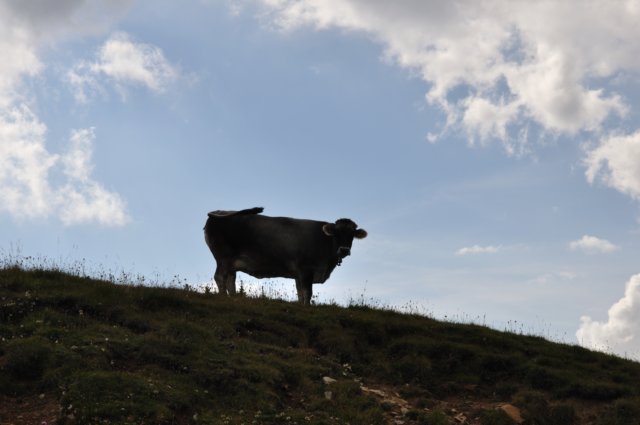 dsc_0155.jpg