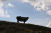 dsc_0155_small.jpg